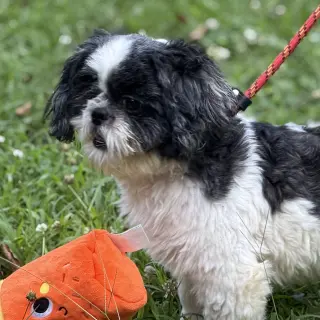 Yoshi