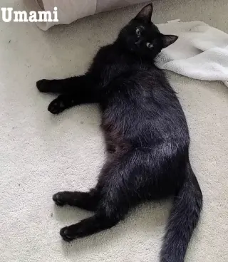 Umami