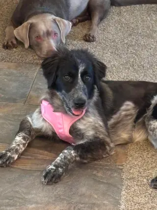 Shiloh