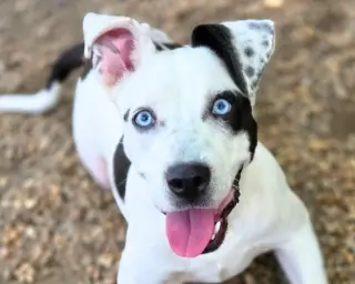 Bluey