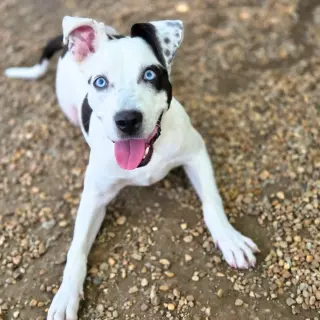Bluey