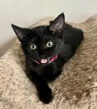Lola