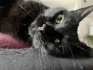 Coala