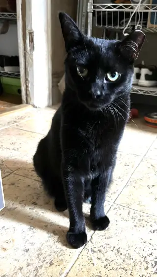 Coala