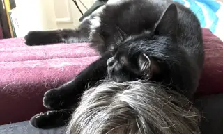 Coala