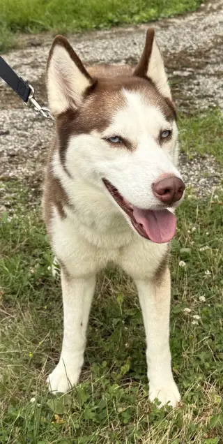 Blue Eyed Skye
