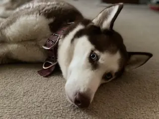 Blue Eyed Skye
