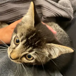 Merlin
