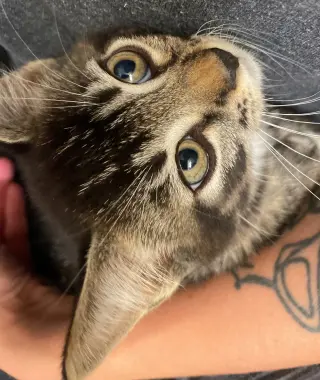 Merlin