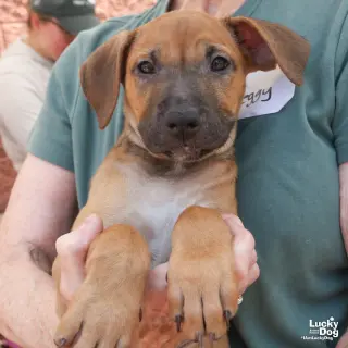 Puppy Priscilla