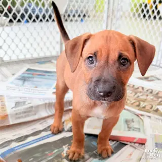 Puppy Priscilla
