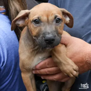 Puppy Priscilla