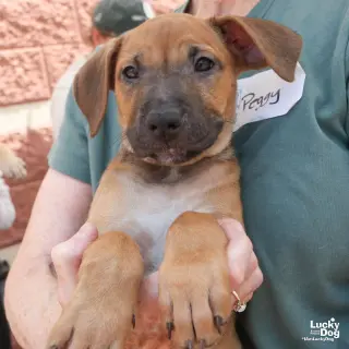 Puppy Priscilla