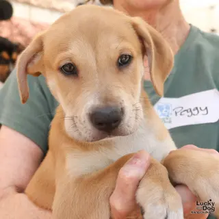 Puppy Poppy
