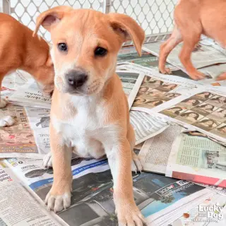 Puppy Poppy