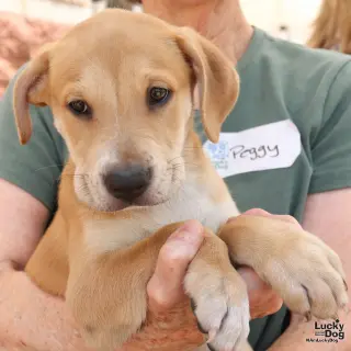 Puppy Poppy