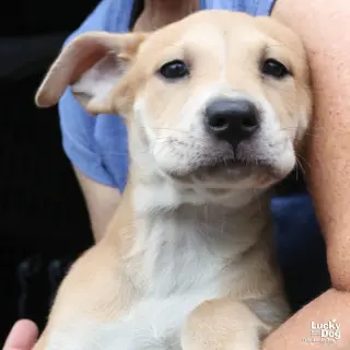 Puppy Poppy