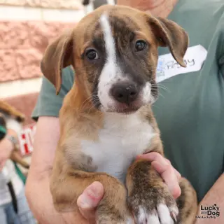 Puppy Peter