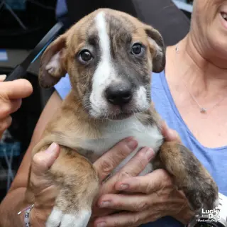 Puppy Peter