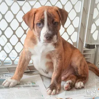 Puppy Peter