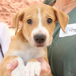 Puppy Preston
