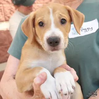 Puppy Preston