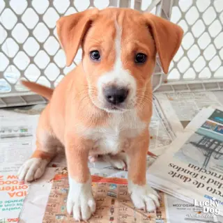 Puppy Preston