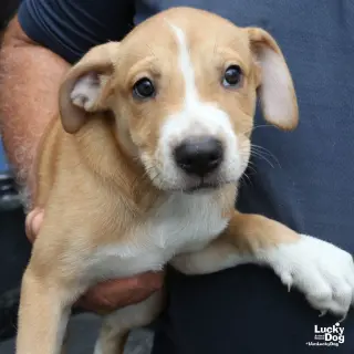 Puppy Preston