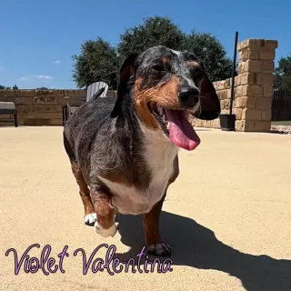 Violet Valentina