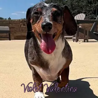 Violet Valentina