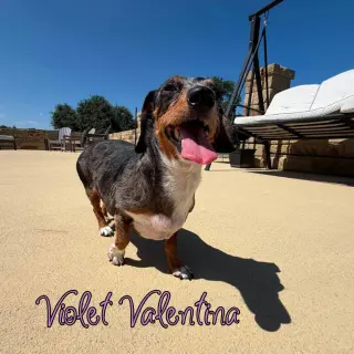 Violet Valentina