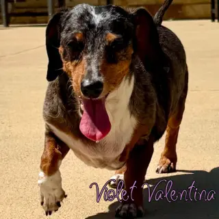 Violet Valentina