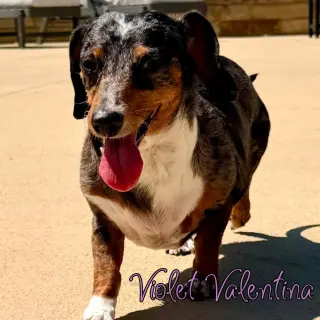 Violet Valentina