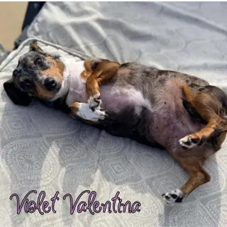 Violet Valentina