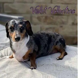 Violet Valentina