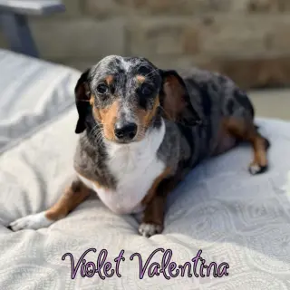 Violet Valentina
