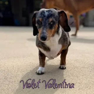 Violet Valentina