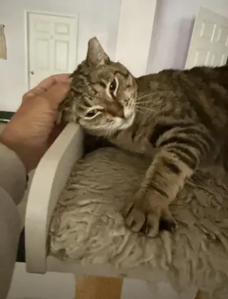 Kal Kal
