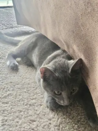Minnie ( Alice )