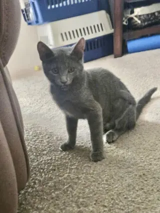 Minnie ( Alice )
