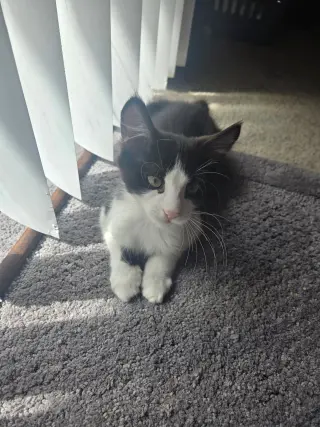 Louie ( Alice )