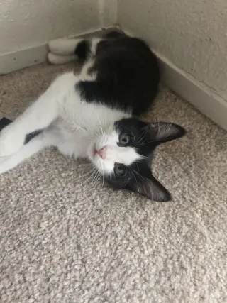 Louie ( Alice )