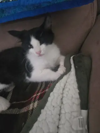 Louie ( Alice )