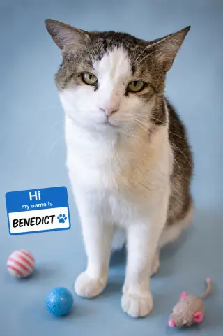Benedict (FCID# 06/10/2026 - 55 Trainer)
