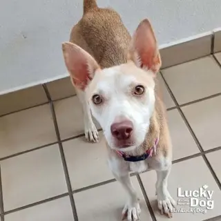 Nyla