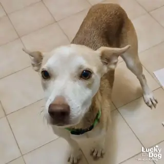 Nyla