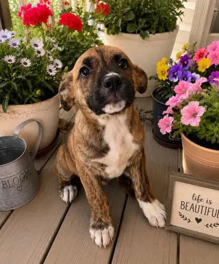 Frankie