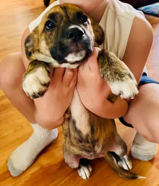 Frankie