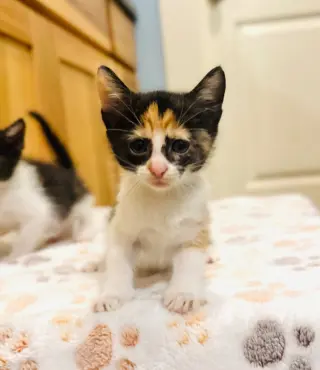 Esme