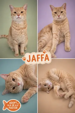 Jaffa (FCID# 06/29/2026 - 53 Trainer)